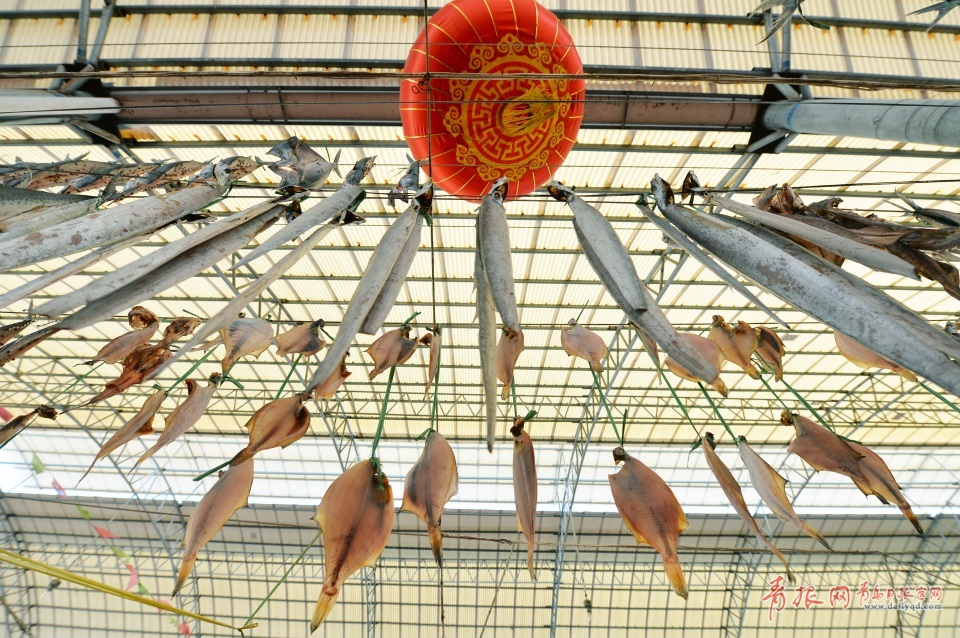青島進入秋鲅魚晾曬季 空中美味誘人味蕾(圖)